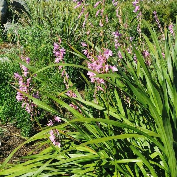 Watsonia borbonica Hostoa