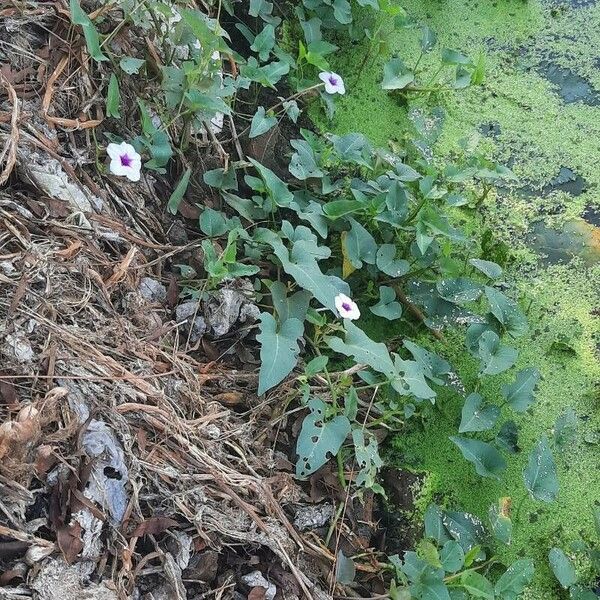 Ipomoea aquatica Flor