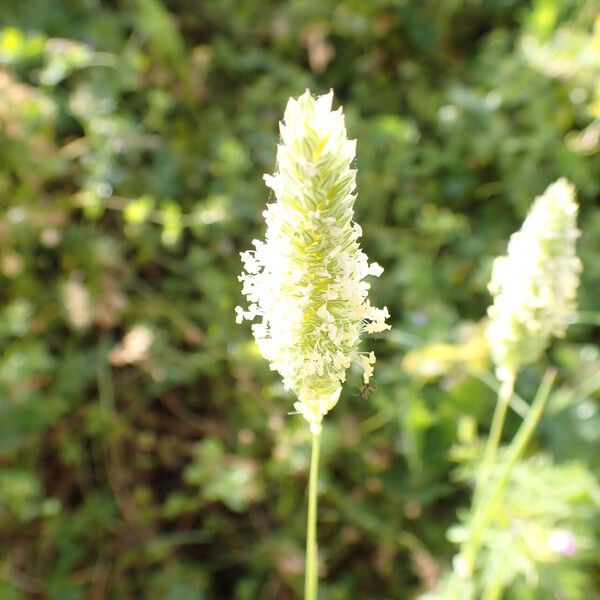 Phalaris minor Flower