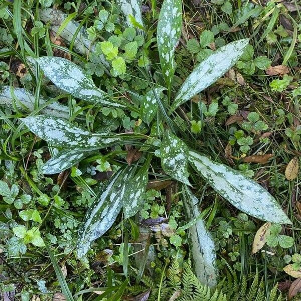 Pulmonaria longifolia Лист