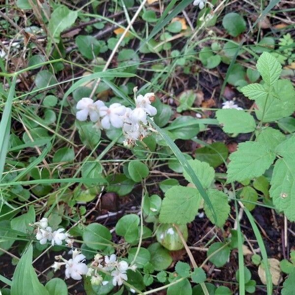 Pyrola rotundifolia Flor