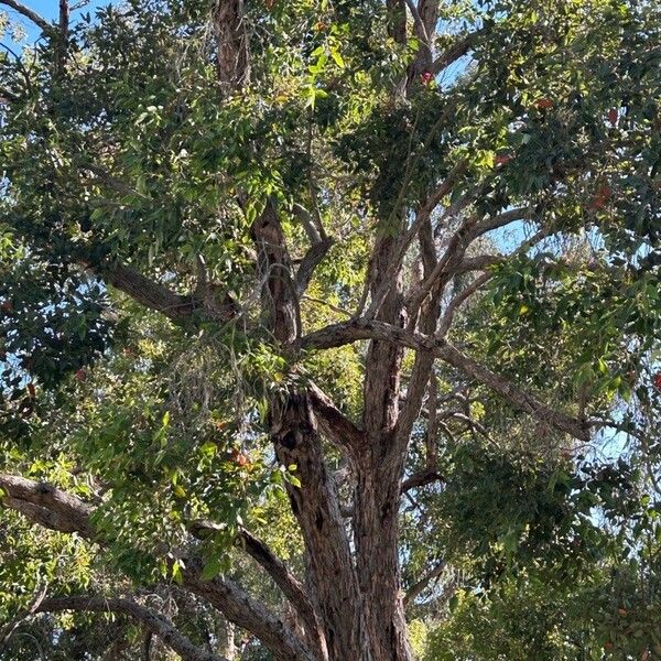 Corymbia ficifolia عادت