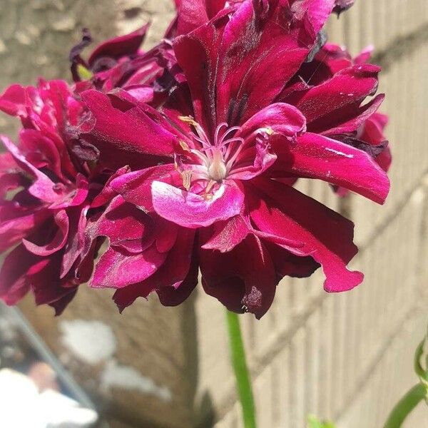 Pelargonium peltatum Flower