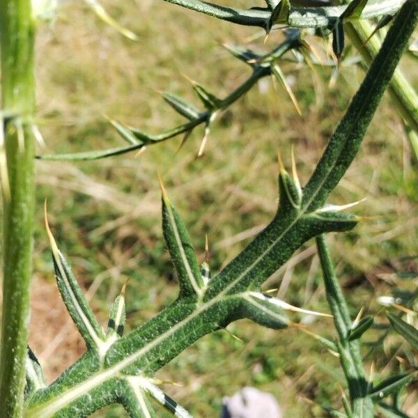 Cirsium eriophorum List