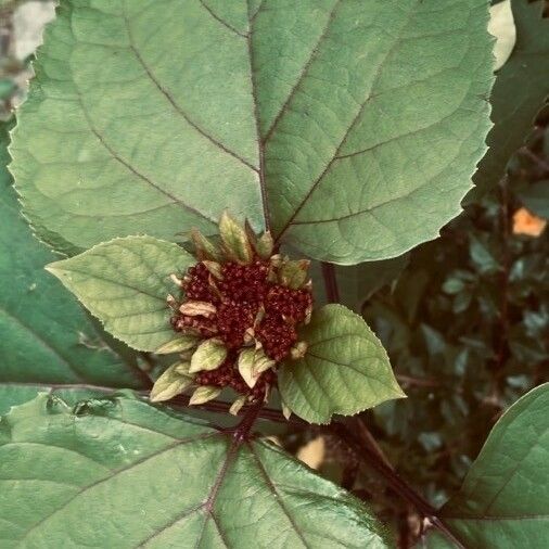 Clerodendrum bungei Blüte