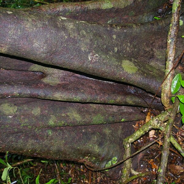 Symplococarpon purpusii Bark