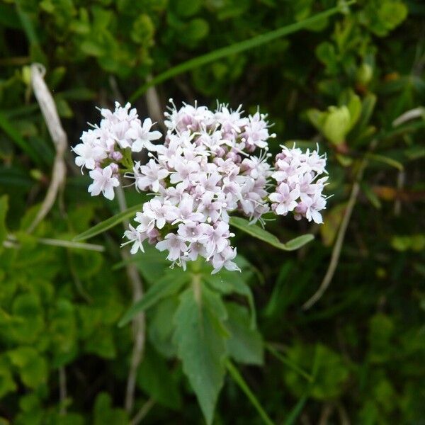 Valeriana tripteris Kukka