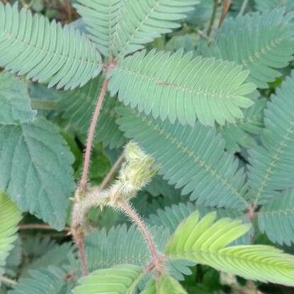 Mimosa pudica Leaf