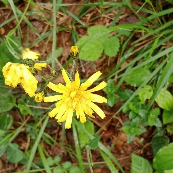 Hieracium murorum Žiedas