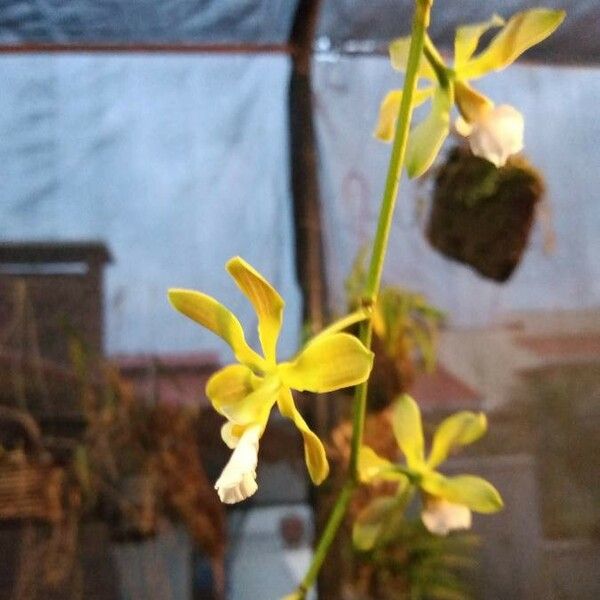 Encyclia tampensis Flor