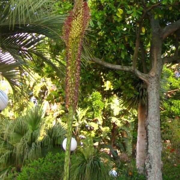 Agave filifera Blomma