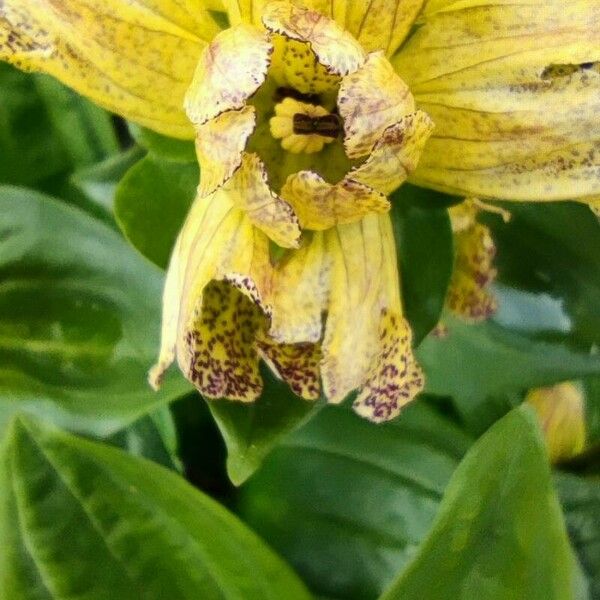 Gentiana punctata Flower