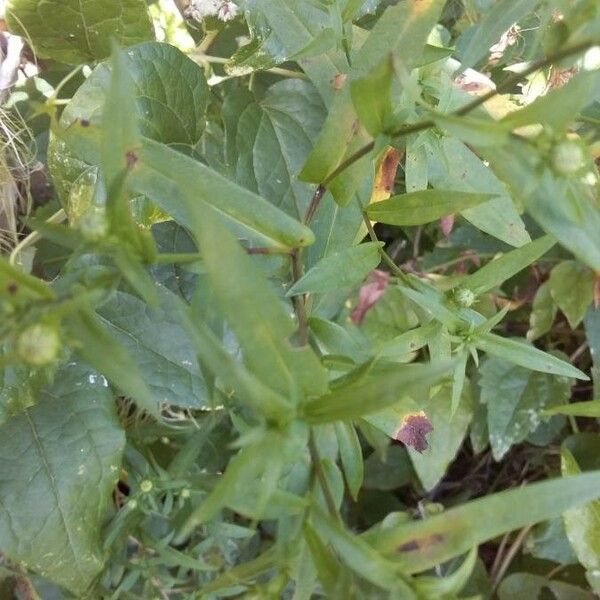 Symphyotrichum lanceolatum ഇല