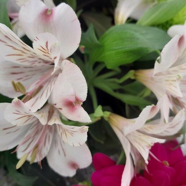 Alstroemeria aurea 花