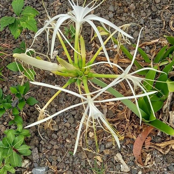 Hymenocallis caribaea Flors