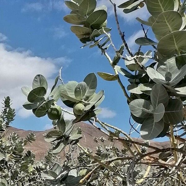 Calotropis procera Blad