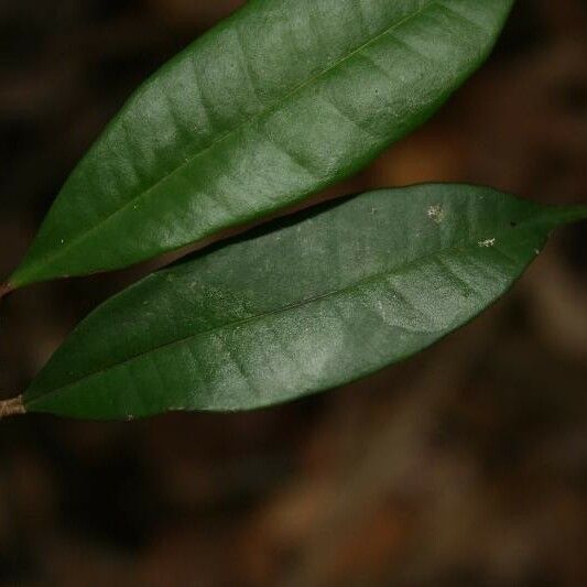 Myrcia decorticans Leaf