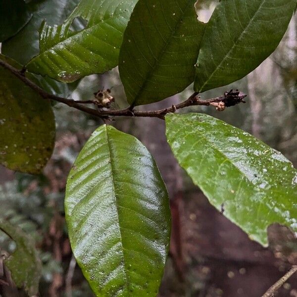 Trichocladus ellipticus Leaf