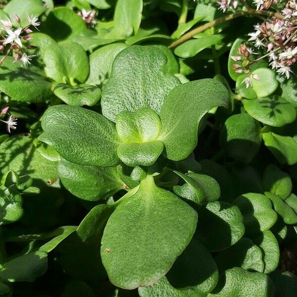 Crassula multicava Fulla