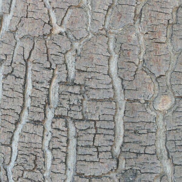 Sclerocarya birrea Bark