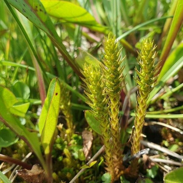 Selaginella selaginoides Blatt