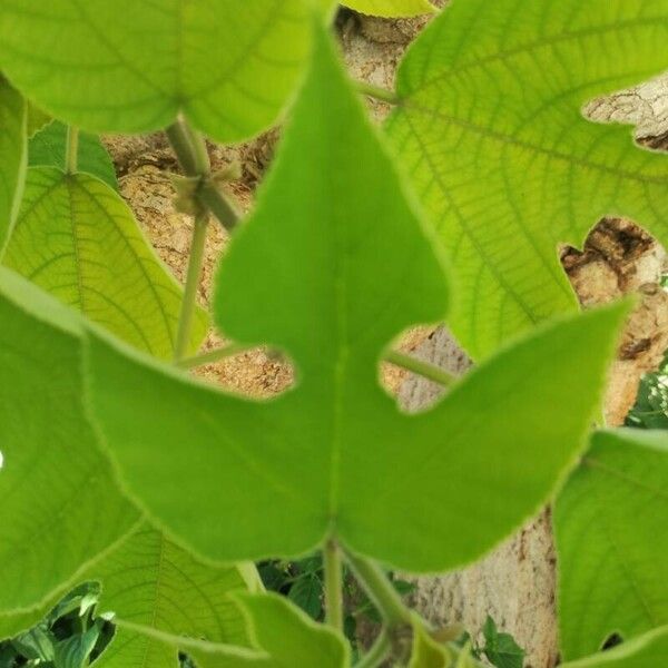 Broussonetia papyrifera Foglia