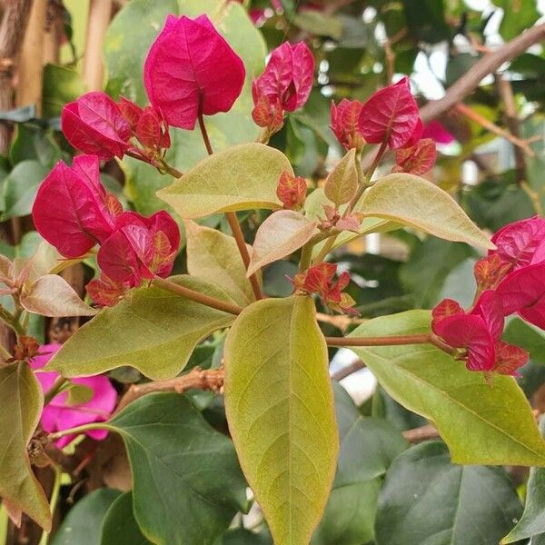 Bougainvillea spectabilis Blatt