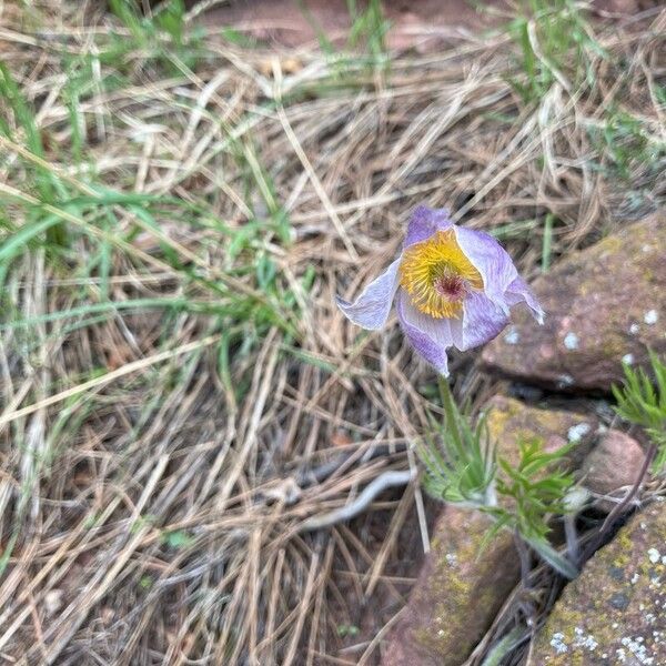 Pulsatilla patens 花