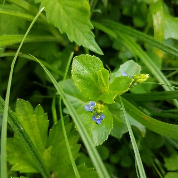 Veronica beccabunga Flor