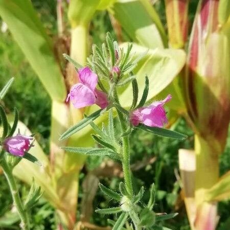 Misopates orontium फूल