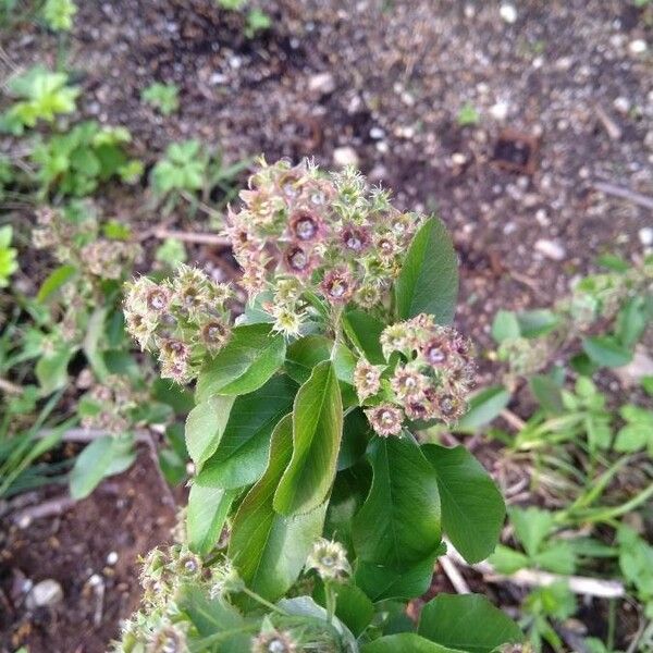 Amelanchier alnifolia Лист