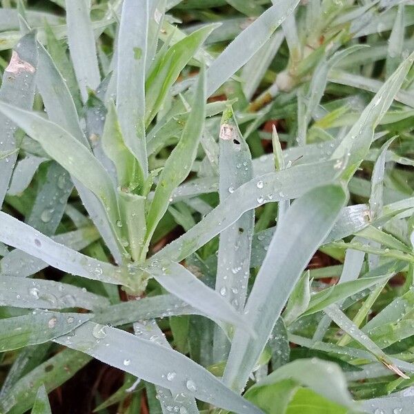 Dianthus caryophyllus Lapas