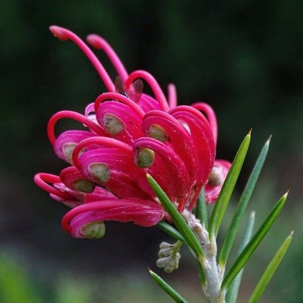 Grevillea rosmarinifolia Květ