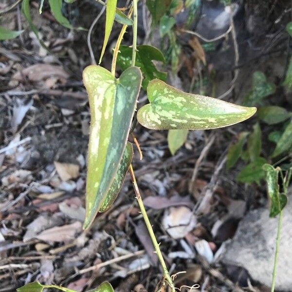 Smilax bona-nox Leaf