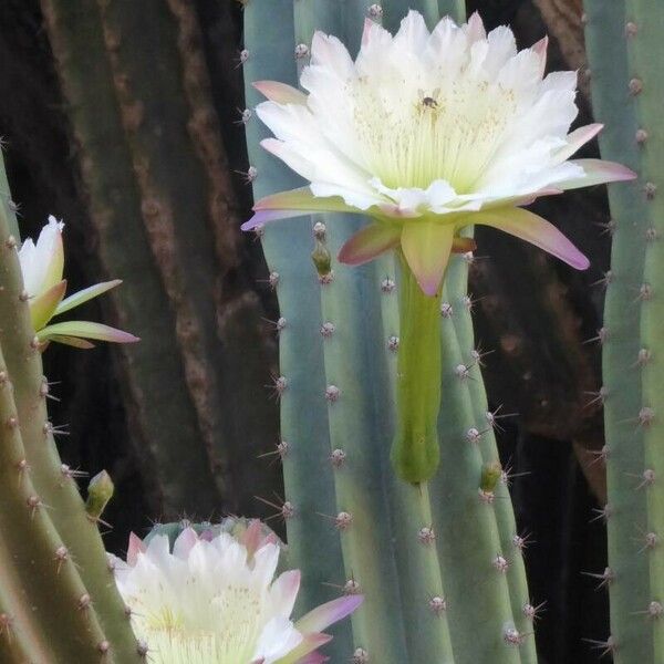 Cereus hexagonus Flower