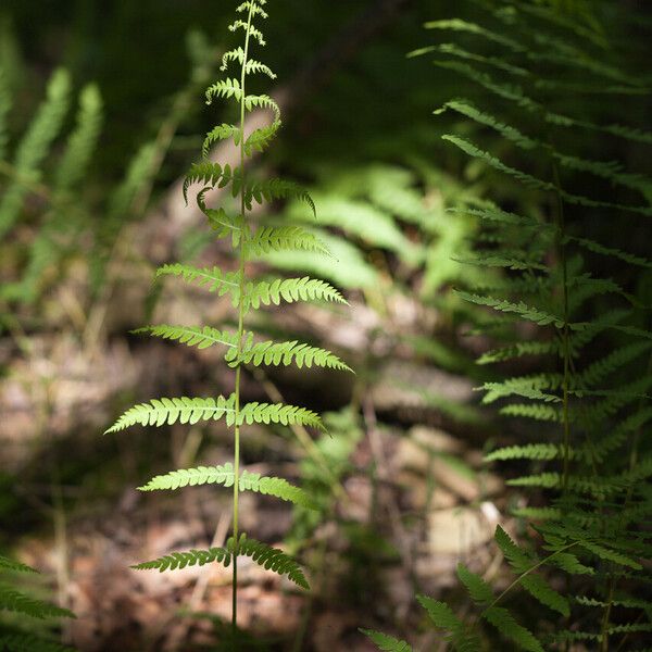 Thelypteris palustris Φύλλο