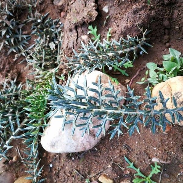 Argemone mexicana Leaf