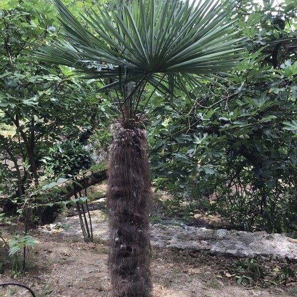 Chamaerops humilis Vekstform