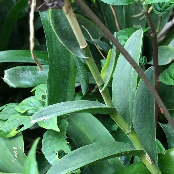 Epidendrum spp. Elinympäristö