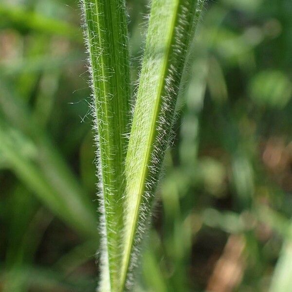 Carex hirta Rinde