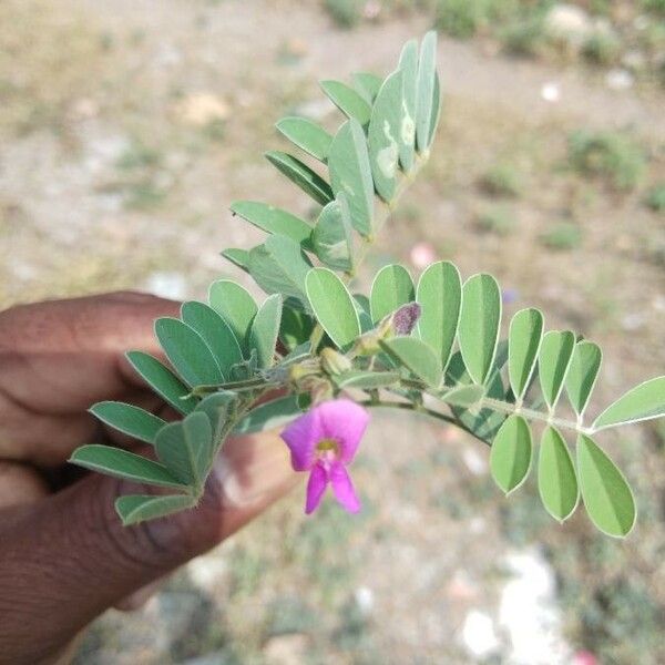 Tephrosia purpurea Flower