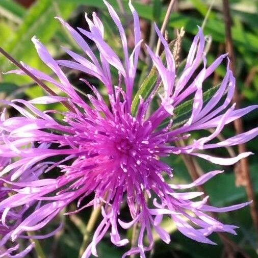 Centaurea jacea 花