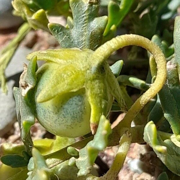 Solanum sinuatirecurvum Fruit