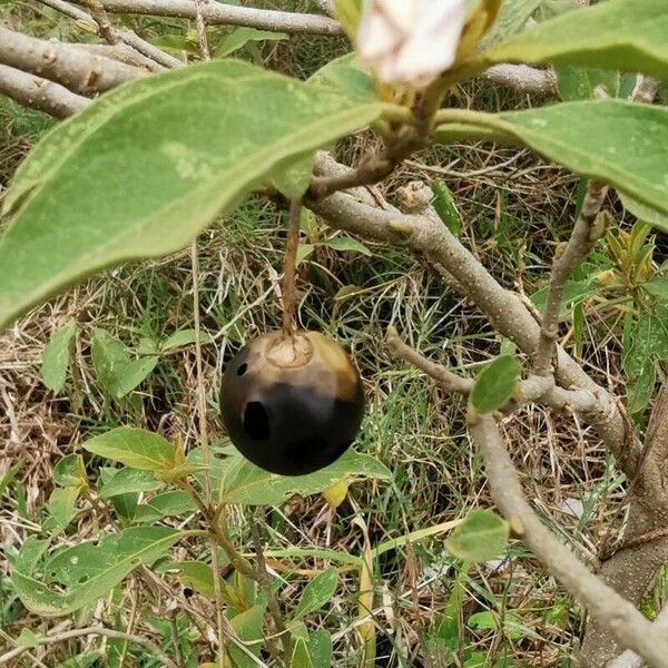 Solanum incanum Плод