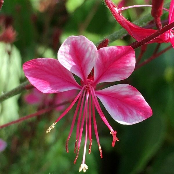 Gaura lindheimeri Flower