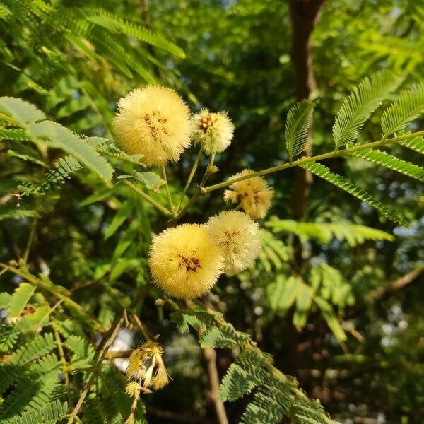 Acacia angustissima Цветок