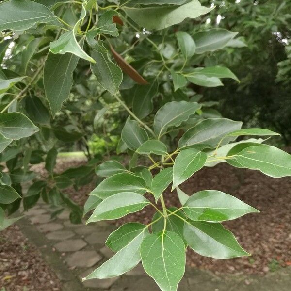 Cinnamomum camphora পাতা