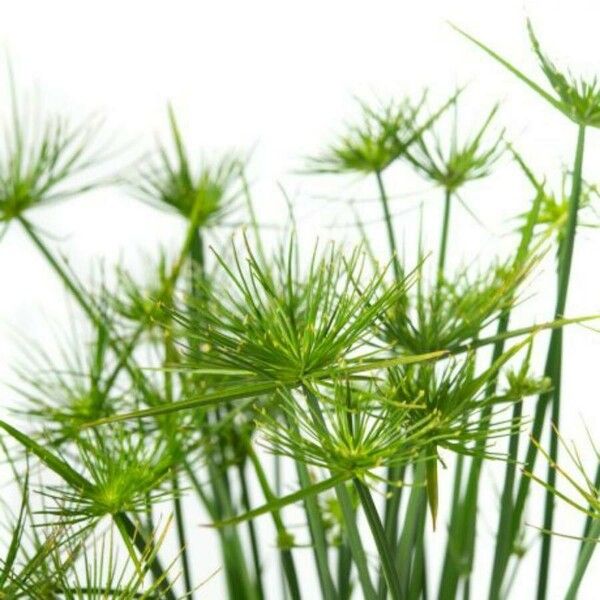 Cyperus haspan Habit