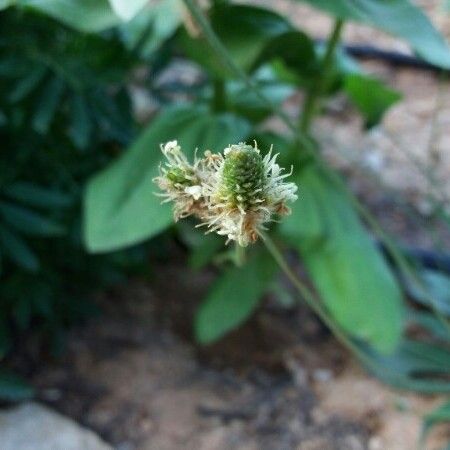 Plantago lanceolata Flower