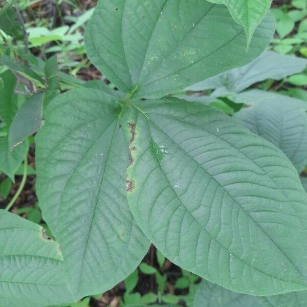 Dioscorea hispida Leaf